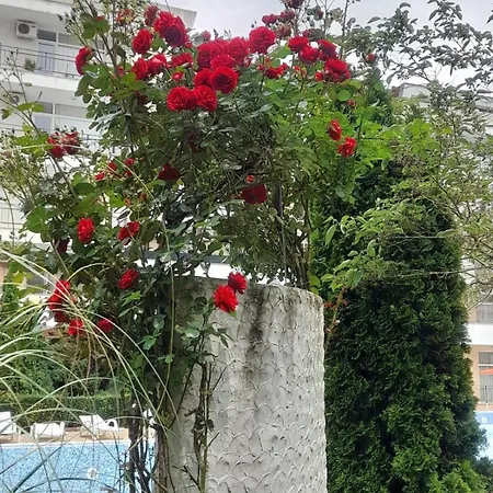 Lovely 3 New Furnished Kamelia Sunny